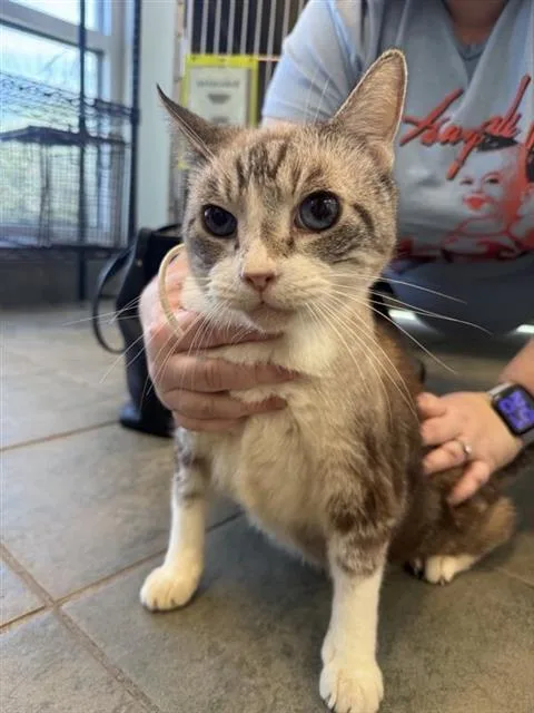 A senior medium-sized male Domestic Short Hair cat named Frankie for adoption in San Antonio, TX