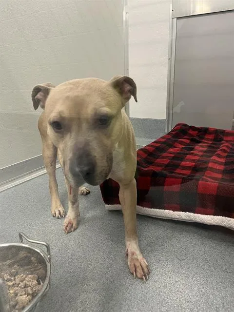 A young large-sized male Pit Bull Terrier dog named Tito for adoption in Indianapolis, IN