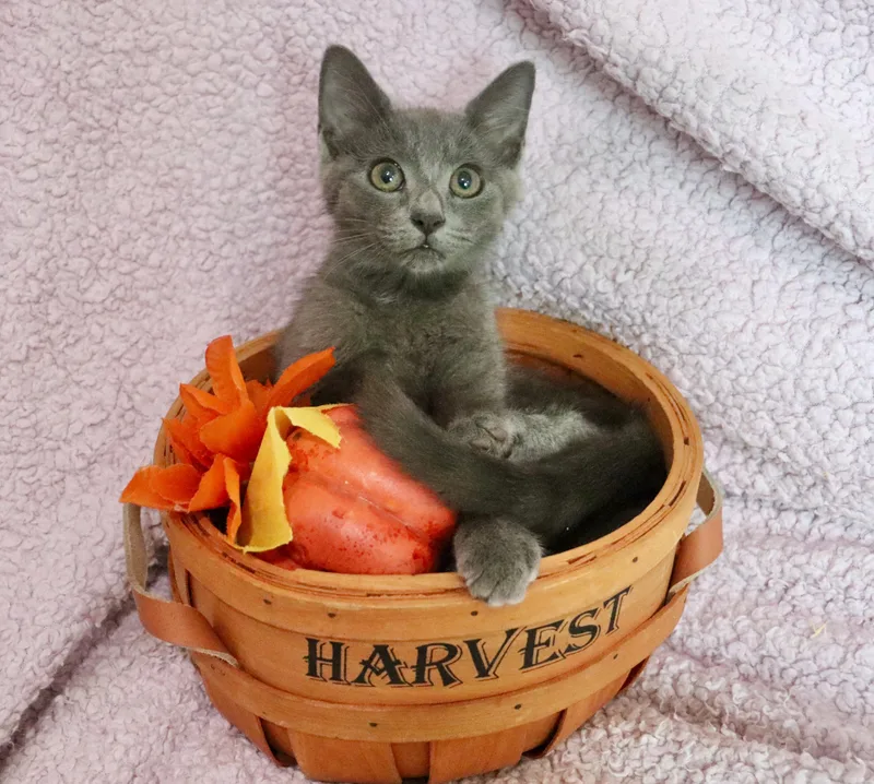 A baby medium-sized female Russian Blue cat named Mila for adoption in Saint Augustine, FL