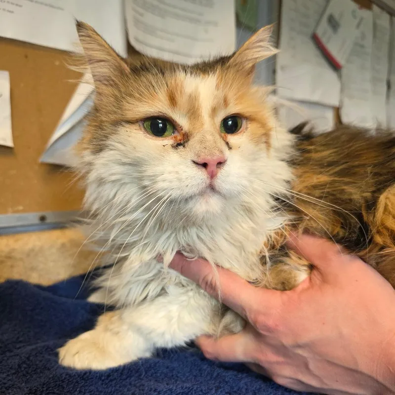 A senior large-sized female Calico Domestic Long Hair cat named Miss Piggy for adoption in Easton, PA
