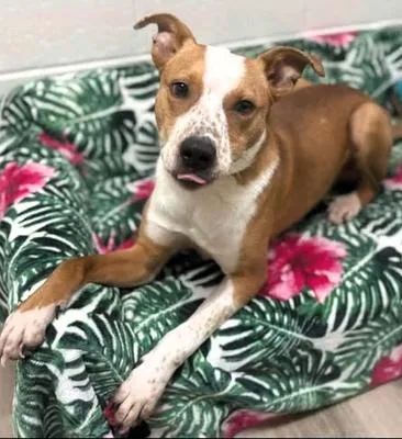 A young medium-sized male Red / Chestnut / Orange Labrador Retriever dog named Jigsaw for adoption in Paris, KY