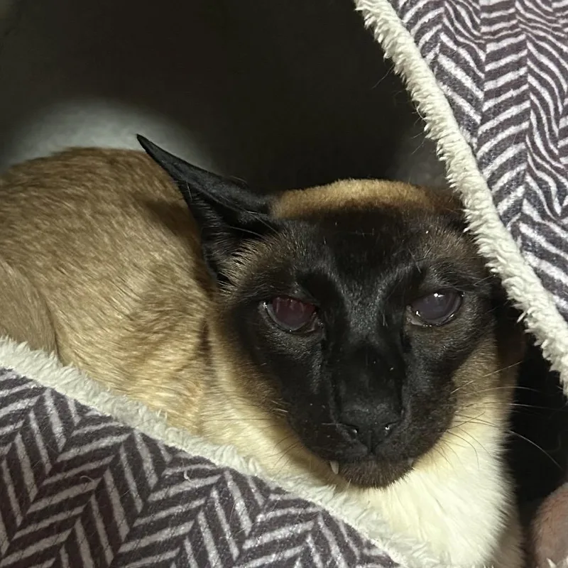 A senior medium-sized female Brown / Chocolate Oriental Short Hair cat named Julian for adoption in Pensacola, FL