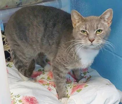 Griselda thumbnail 2