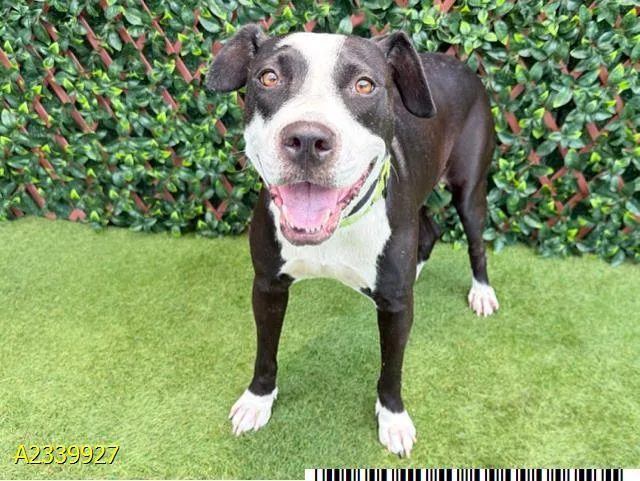 An adult large-sized female Mixed Breed dog named Cookie for adoption in West Palm Beach, FL