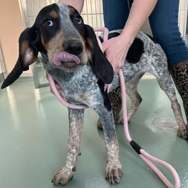 Svasstray thumbnail 2