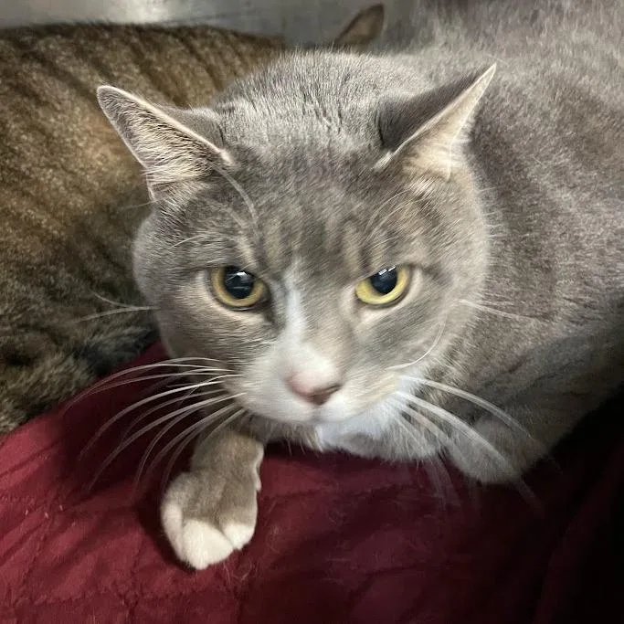 A senior small-sized male Gray / Blue / Silver Domestic Short Hair cat named Kevin for adoption in Port Charlotte, FL