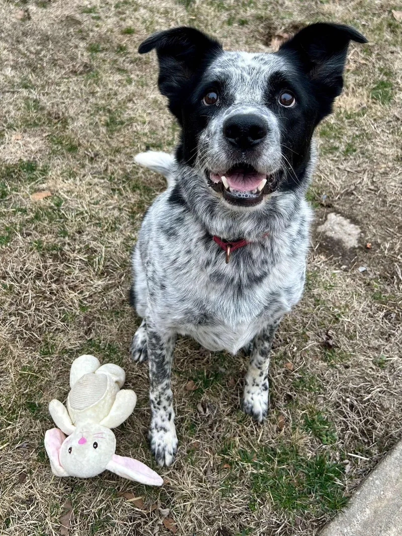 Plankton thumbnail 2