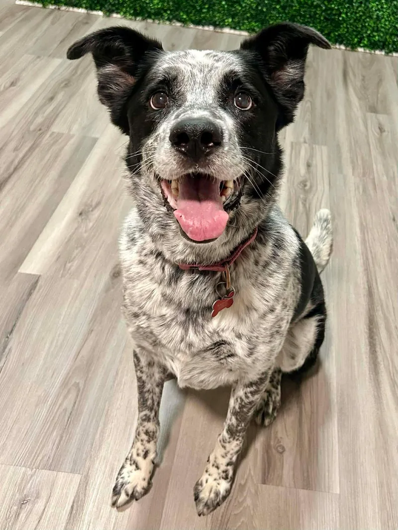 Plankton thumbnail 3