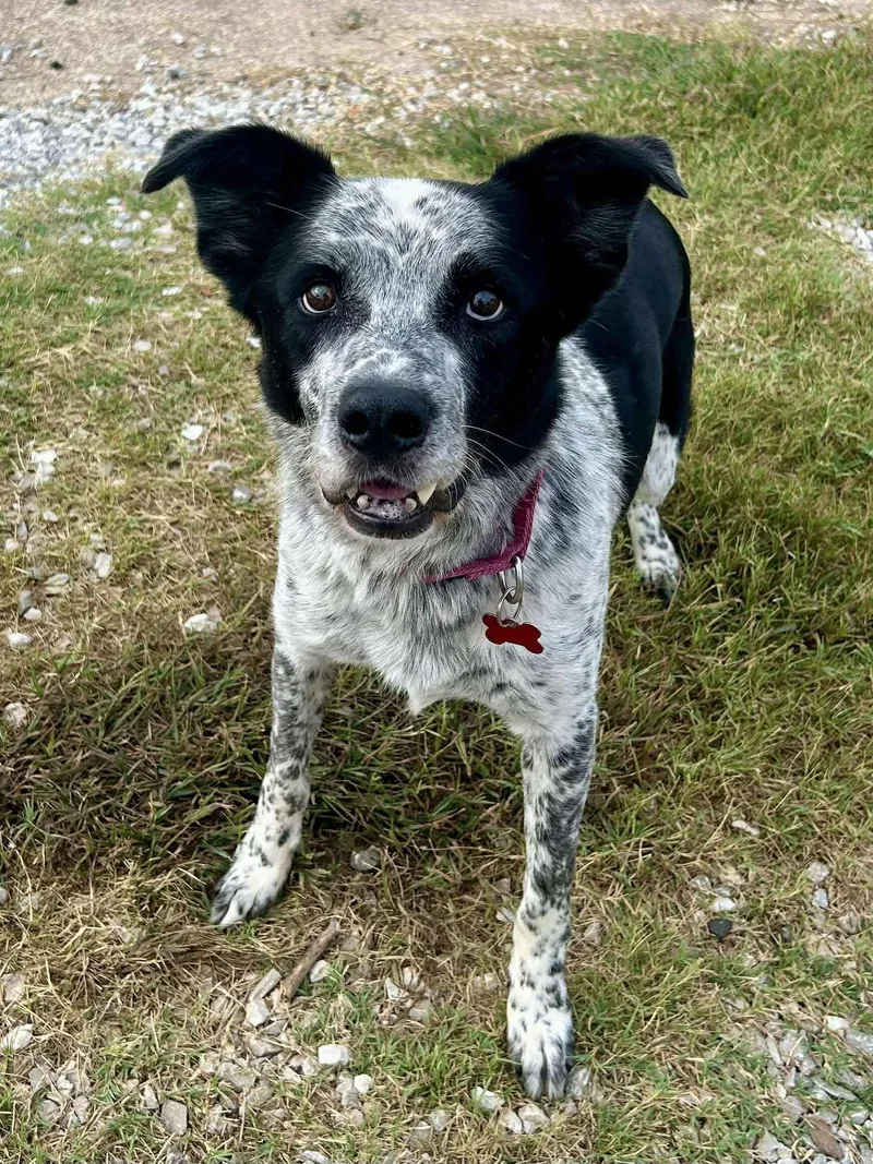 Plankton thumbnail 4