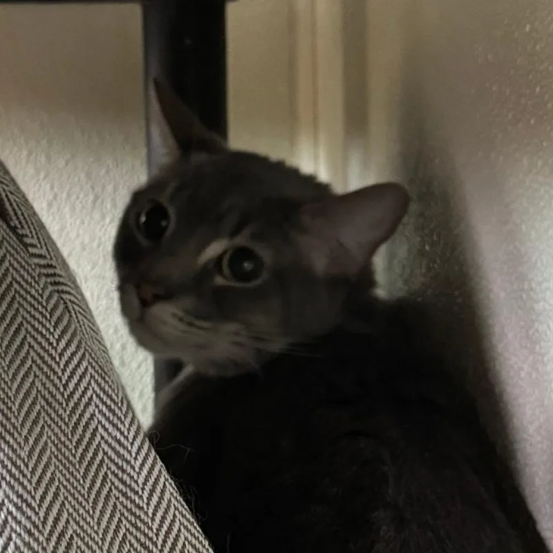 A young medium-sized male Gray / Blue / Silver Domestic Short Hair cat named Davey for adoption in Lakewood, CO