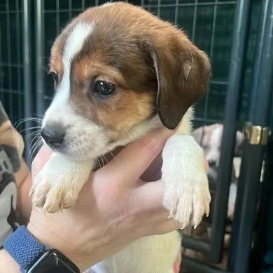 A baby small-sized female Brown / Chocolate Hound dog named Xray Spex for adoption in Fredericksburg, VA