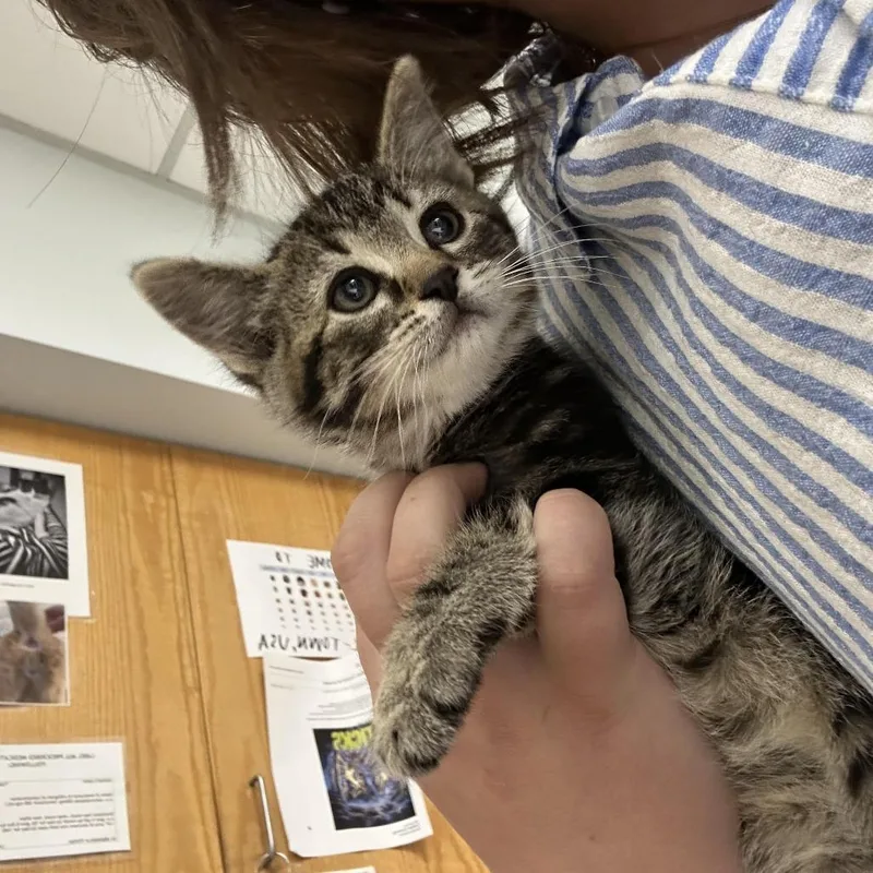 A baby small-sized female Brown / Chocolate Domestic Short Hair cat named Rocky for adoption in Durango, CO