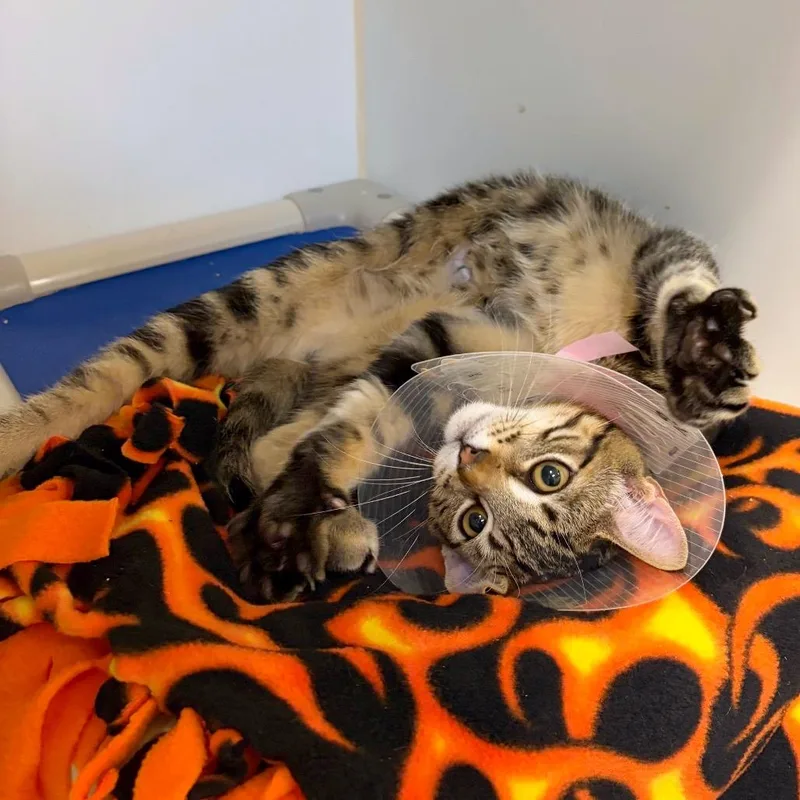 A baby medium-sized male Domestic Short Hair cat named Barrel for adoption in Woodinville, WA
