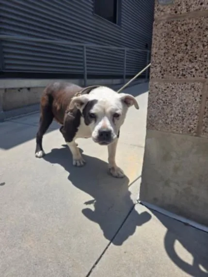 An adult large-sized female Staffordshire Bull Terrier dog named Dahlia for adoption in San Pedro, CA