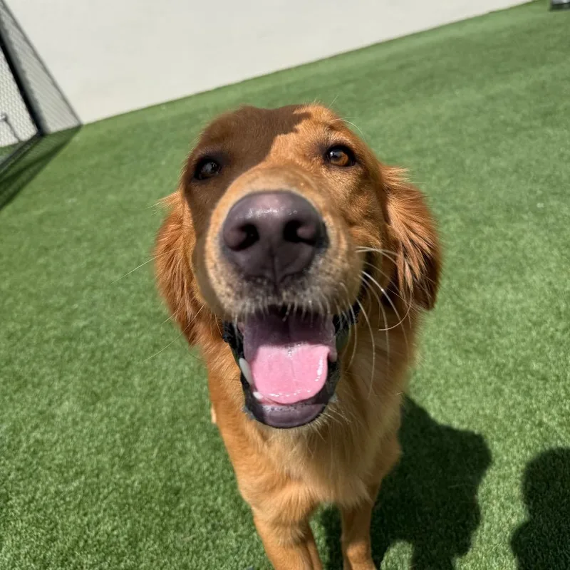 An adult large-sized male Golden Retriever dog named Shandy for adoption in LOXAHATCHEE, FL