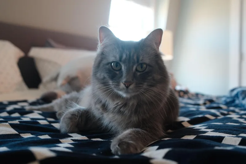 Eleanor thumbnail 4