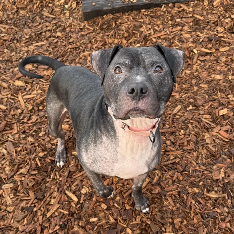 A senior large-sized male Black Pit Bull Terrier dog named Ollie for adoption in Tacoma, WA