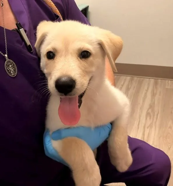 A baby small-sized male Labrador Retriever dog named Ren for adoption in Baytown, TX
