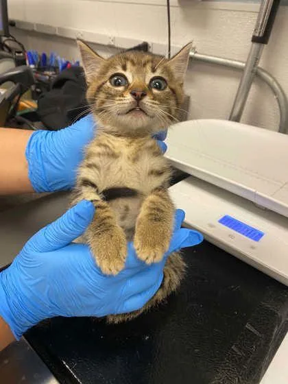 A baby small-sized male Domestic Short Hair cat named Captain Jack Sparrow for adoption in Gastonia, NC