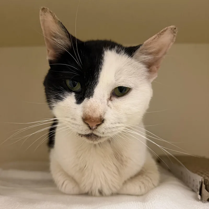 A senior medium-sized male Black & White / Tuxedo Domestic Short Hair cat named Misu Misu for adoption in Cooperstown, NY