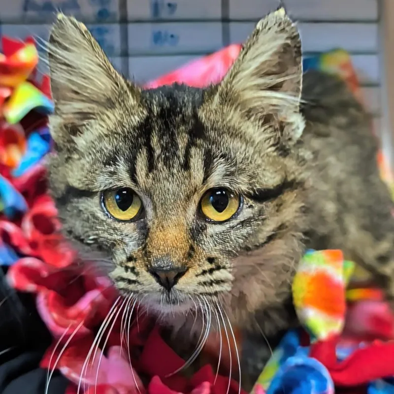 A baby medium-sized female Tabby (Buff / Tan / Fawn) Domestic Medium Hair cat named Willamina for adoption in West Jefferson, OH