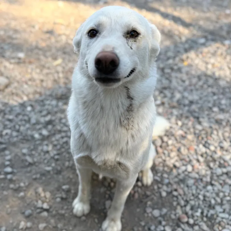 A young medium-sized female White / Cream White German Shepherd dog named Alma for adoption in Sonoma, CA