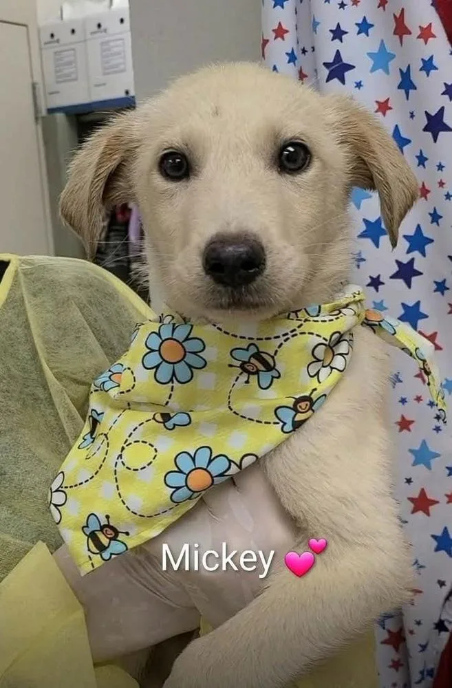 Crowleys  Mickey thumbnail 2
