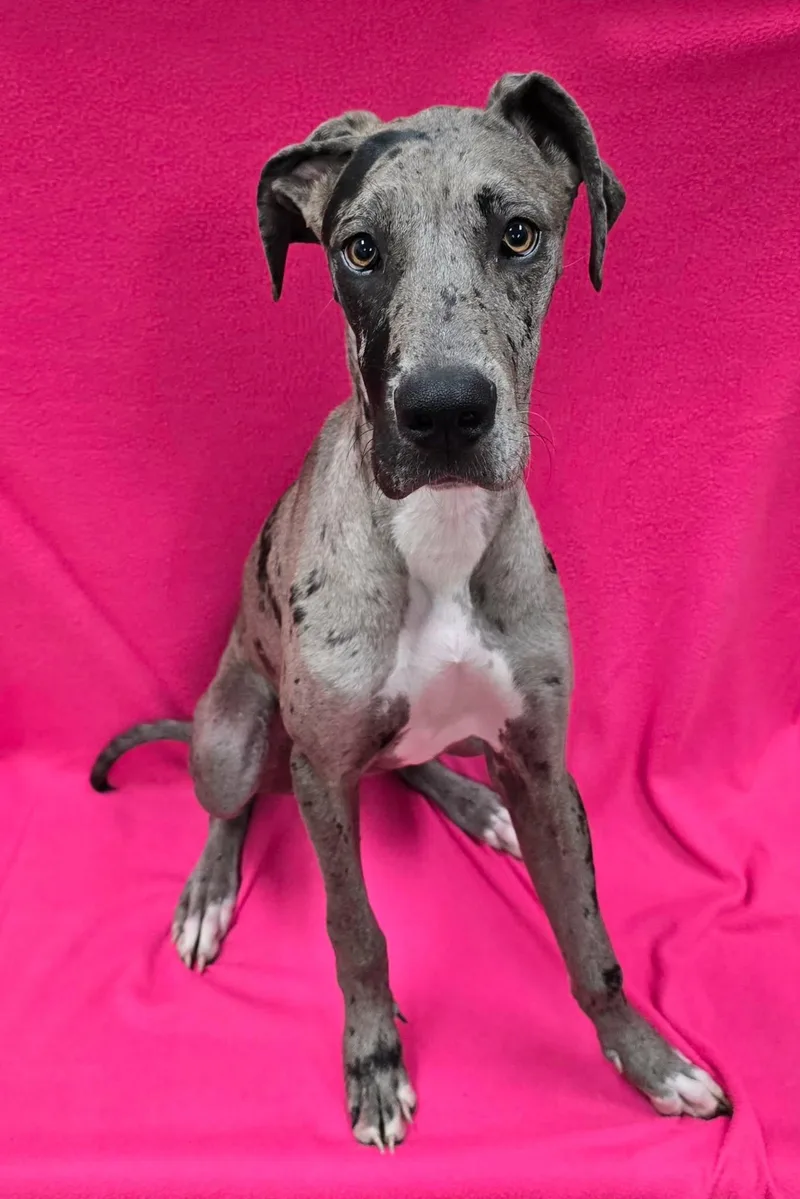 A young extra large-sized female Great Dane dog named Belly for adoption in Frankfort, IN