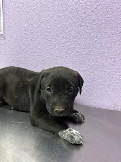 A baby small-sized female Black Mixed Breed dog named 61303058 for adoption in El Paso, TX