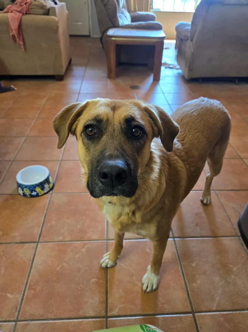 A young medium-sized female Brown / Chocolate Black Mouth Cur dog named Shotgun for adoption in Tombstone, AZ