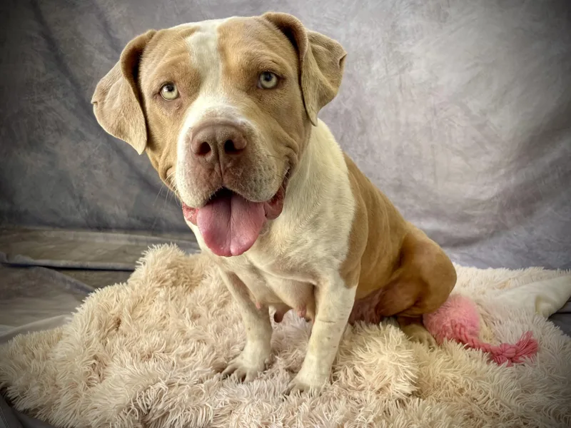 An adult medium-sized female American Bulldog dog named Kenia for adoption in Salinas, CA