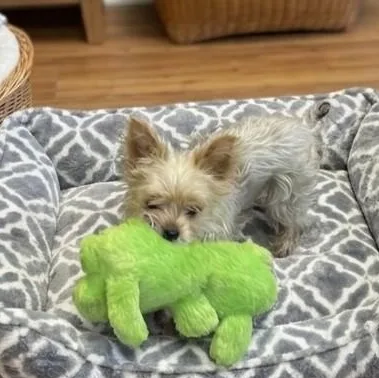 A senior small-sized female Gray / Blue / Silver Yorkshire Terrier dog named Roxy for adoption in Boca Raton, FL