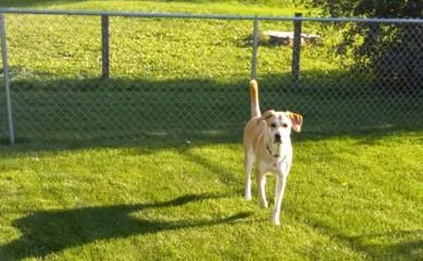 A young large-sized female Yellow / Tan / Blond / Fawn Yellow Labrador Retriever dog named Penny for adoption in Indianapolis, IN