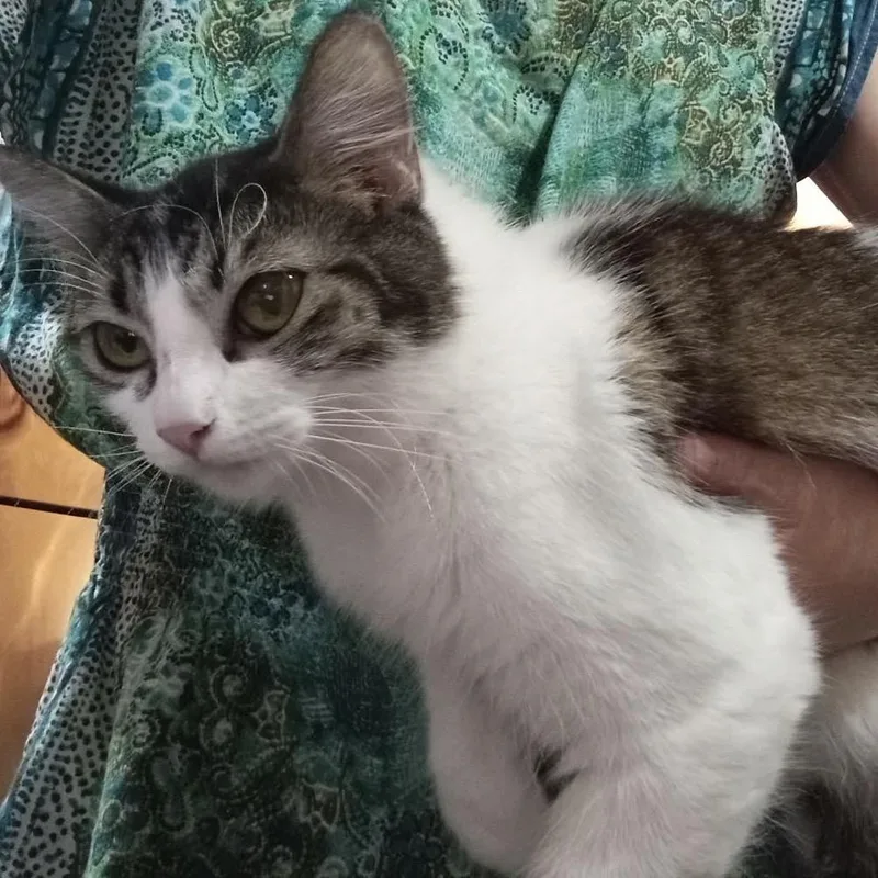 An adult medium-sized female Domestic Long Hair cat named Gizmo for adoption in mount vernon, AR