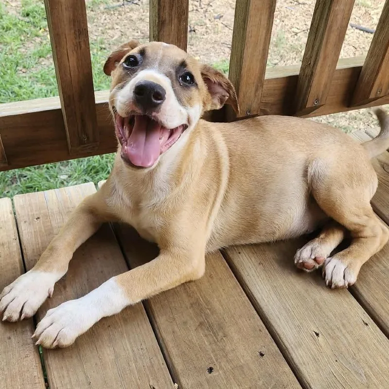 A baby medium-sized male Yellow / Tan / Blond / Fawn Mixed Breed dog named Derrick for adoption in Hopkinton, MA