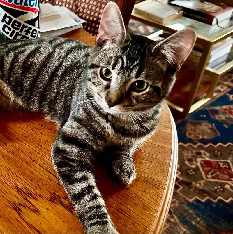 A baby small-sized female Domestic Short Hair cat named Juniper for adoption in Charleston, WV