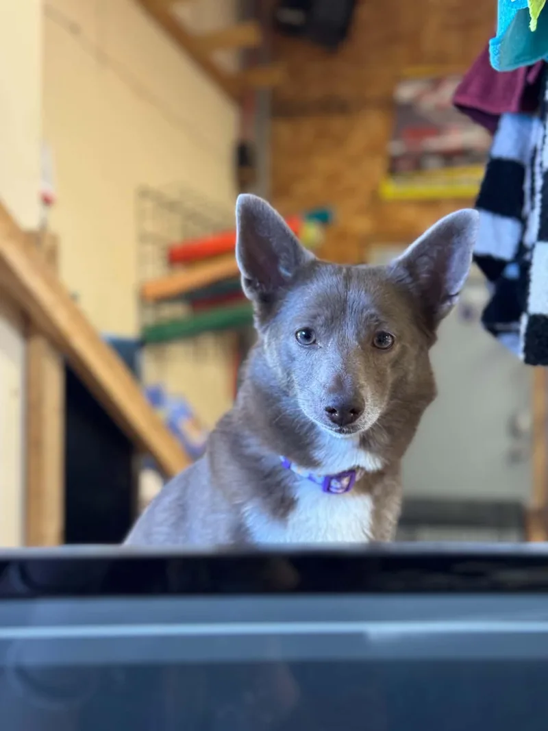 An adult small-sized female Corgi dog named Pepper for adoption in Byron, IL