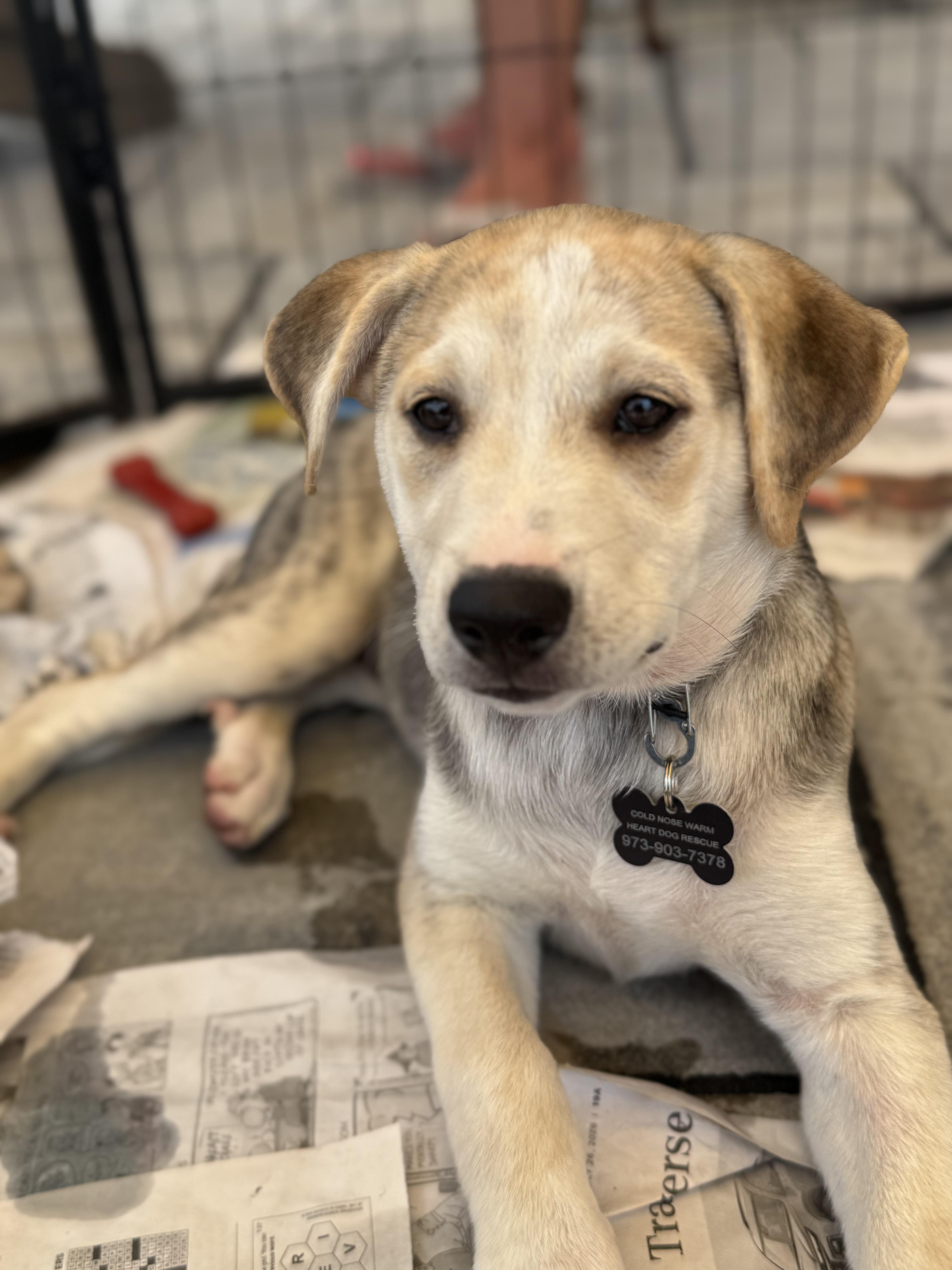 A baby medium-sized female Husky dog named Sofia for adoption in Succasunna, NJ