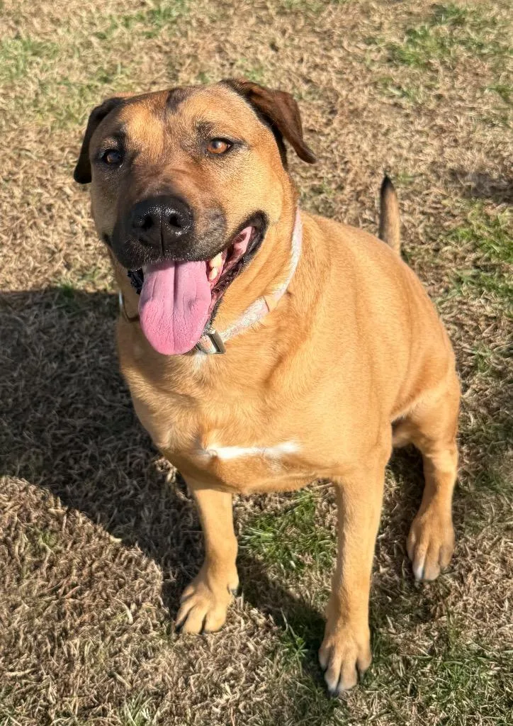An adult large-sized female Shepherd dog named Fannie for adoption in Gallatin, TN