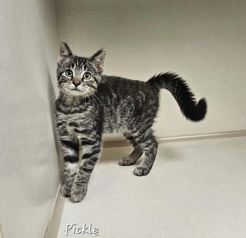 A baby medium-sized female Tabby (Brown / Chocolate) Domestic Short Hair cat named Pickle for adoption in Wapakoneta, OH
