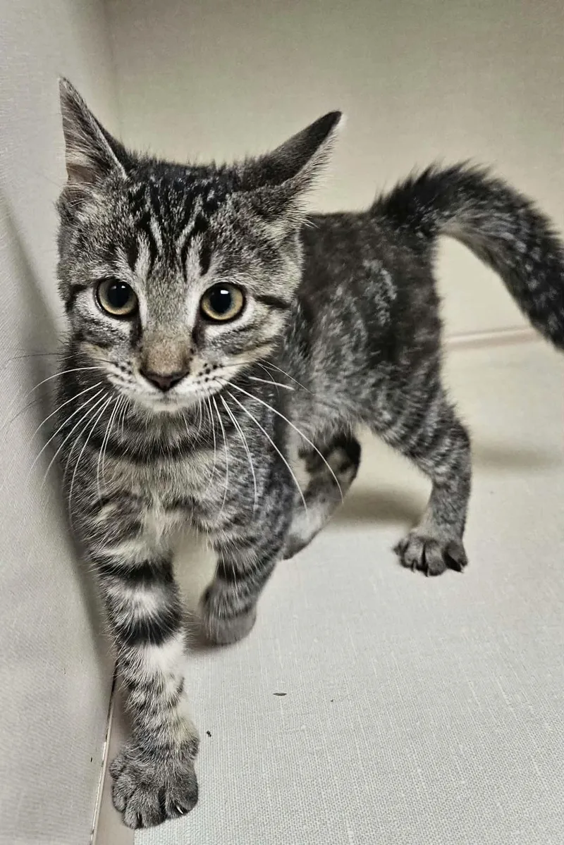Pickle thumbnail 4