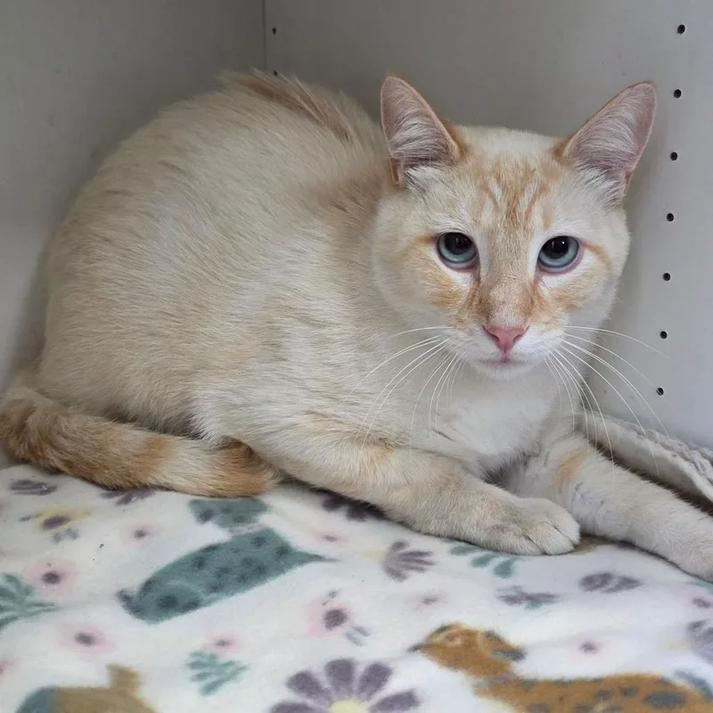 An adult small-sized male Flame Point Domestic Short Hair cat named Samson for adoption in Duncan, OK