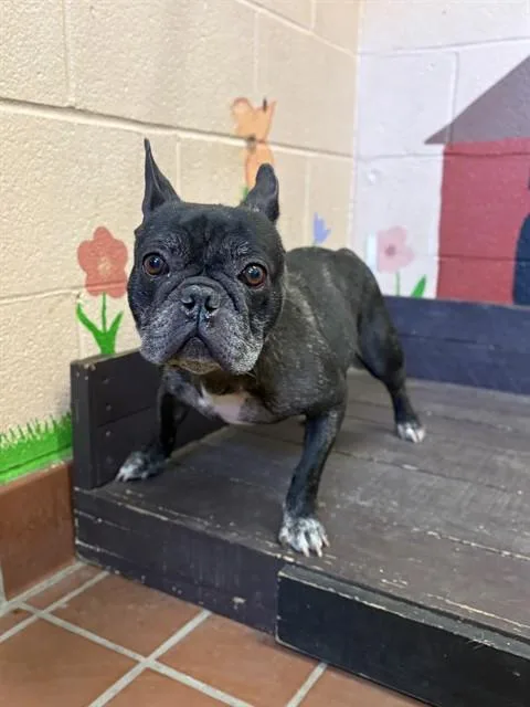 An adult small-sized female French Bulldog dog named Paprika for adoption in Castaic, CA