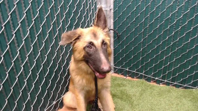 A young medium-sized female German Shepherd Dog dog named Berlin for adoption in Downey, CA