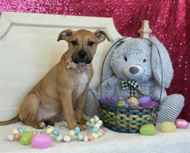 A young small-sized female Pit Bull Terrier dog named Rascal for adoption in Fairfield, CA