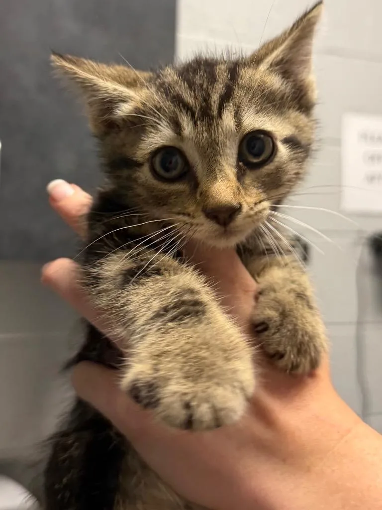 A baby small-sized male Domestic Short Hair cat named Tiger for adoption in Henderson, NC