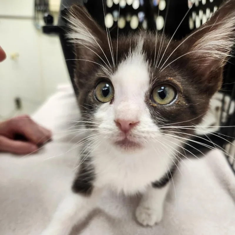 A baby small-sized female Black Domestic Short Hair cat named Ms Kermit for adoption in Oshkosh, WI
