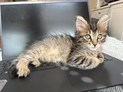 A baby small-sized female Domestic Short Hair cat named Amanita [Pink] for adoption in Chamblee, GA