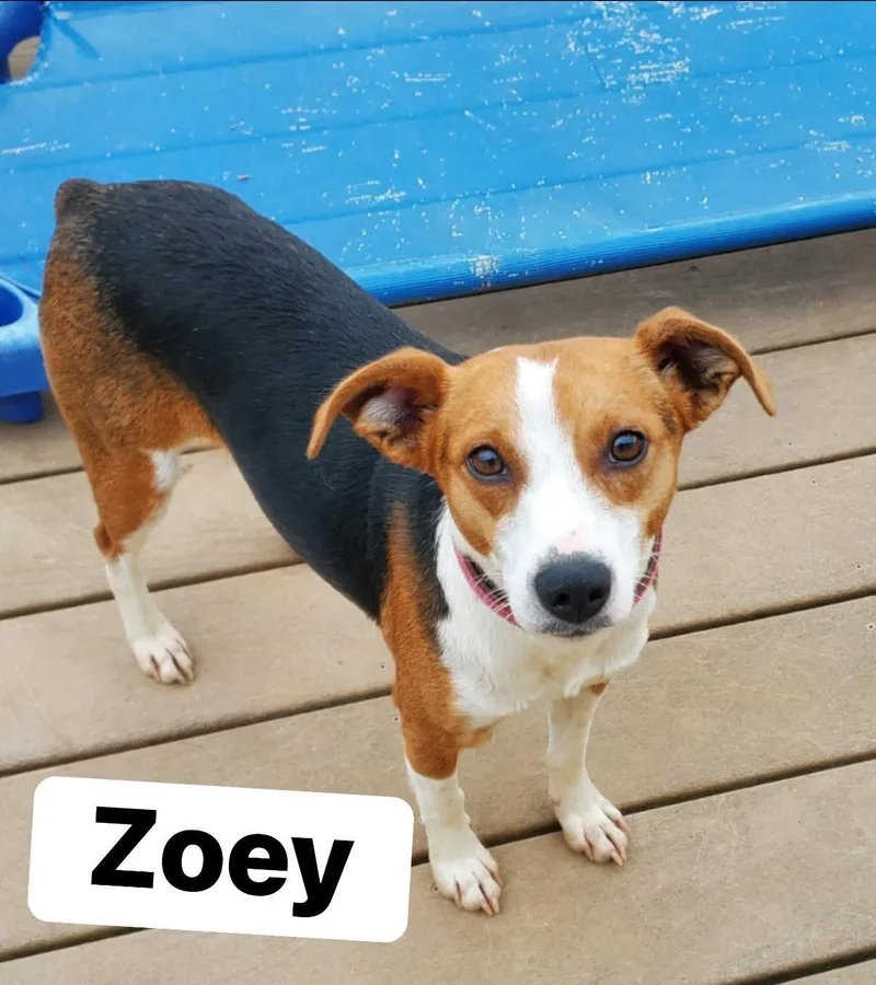 Zoey