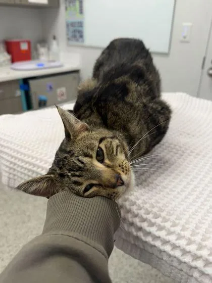 An adult medium-sized male Brown / Chocolate Domestic Short Hair cat named Huntus for adoption in Kansas City, MO